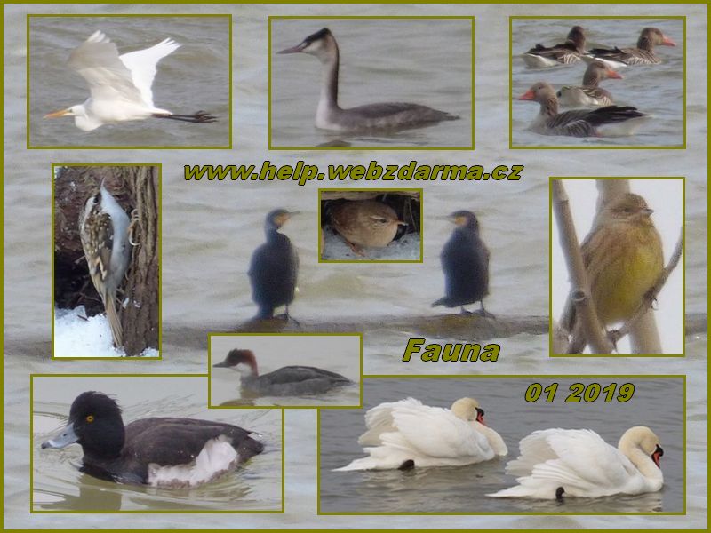fauna 01